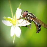 /album/bishop/photolia-a02-jpg/