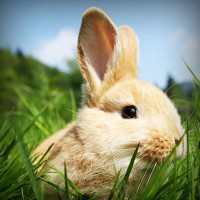 /album/bishop/photolia-a03-jpg/