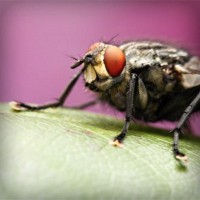 /album/bishop/photolia-a08-jpg/